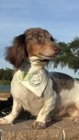 Boomer - neutered , a male Miniature Dachshund for sale in Tampa, FL – 4 of 5