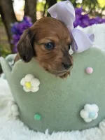 Dahlia, a female Miniature Dachshund for sale in Tampa, FL – 2 of 3