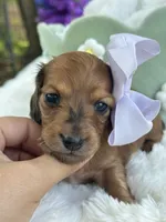 Dahlia, a female Miniature Dachshund for sale in Tampa, FL – 1 of 3