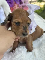 Dahlia, a female Miniature Dachshund for sale in Tampa, FL – 3 of 3