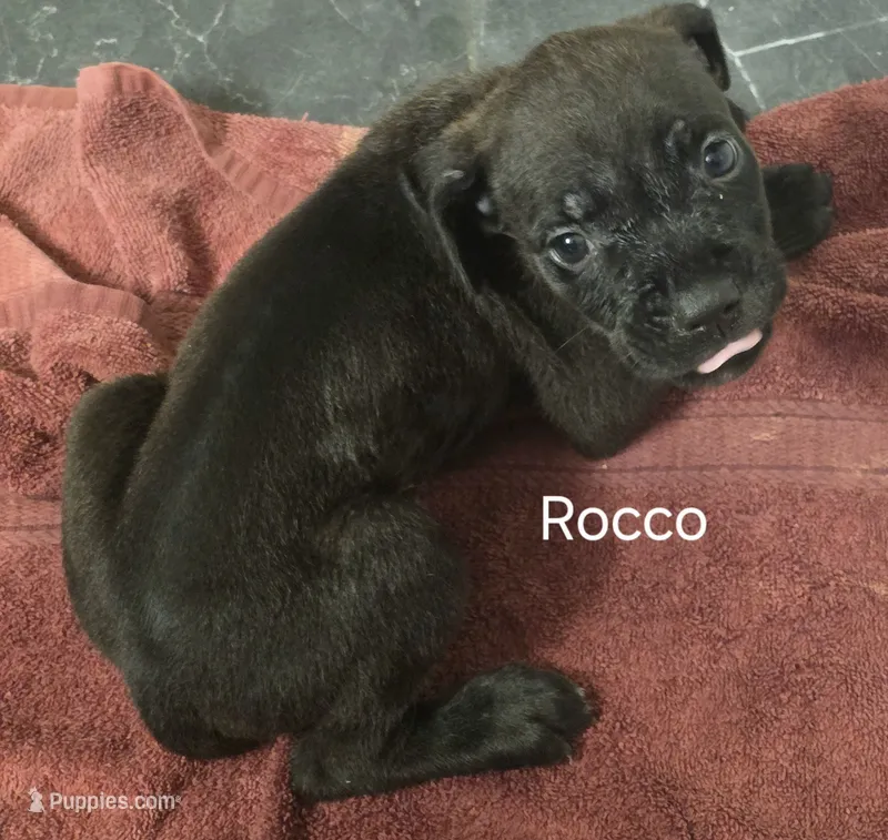 Rocco – Cane Corso puppy for sale in Moore, SC