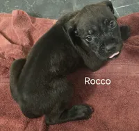 Rocco, a male Cane Corso for sale in Moore, SC – 1 of 1