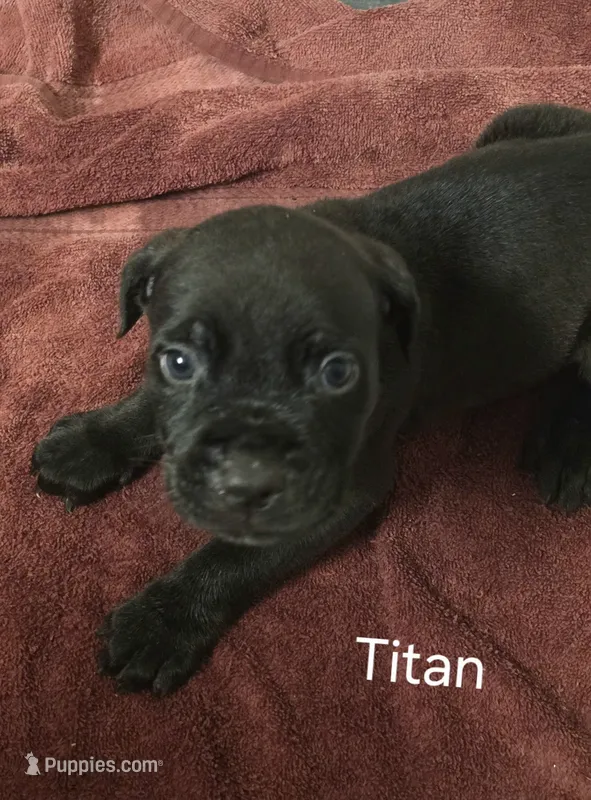 Titan – Cane Corso puppy for sale in Moore, SC