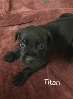 Titan, a male Cane Corso for sale in Moore, SC – 1 of 1