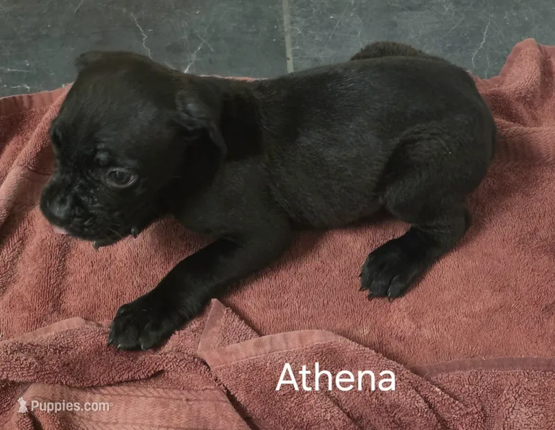 Athena – Cane Corso puppy for sale in Moore, SC