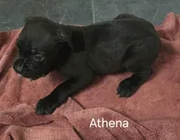 Athena, a female Cane Corso for sale in Moore, SC – 1 of 1