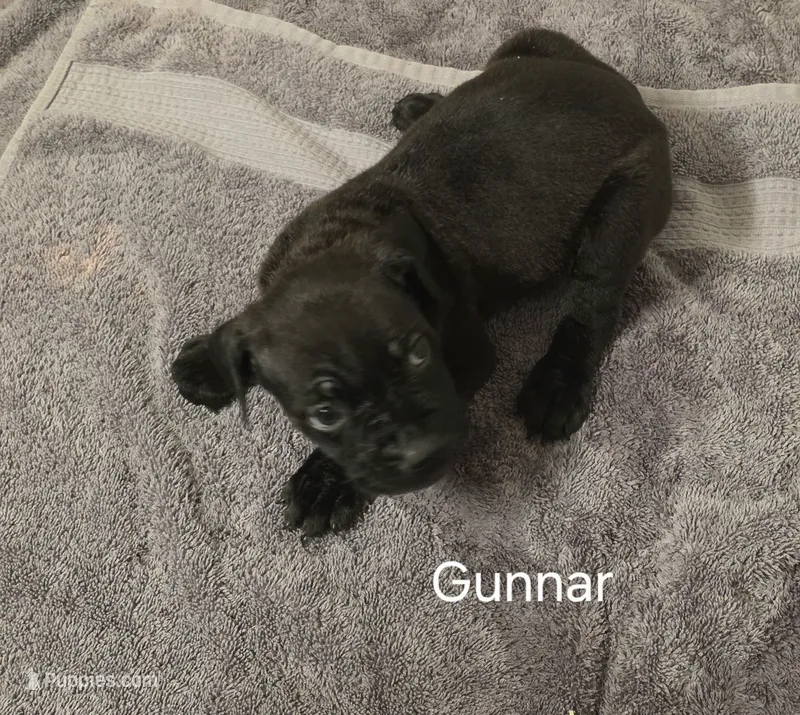 Gunnar – Cane Corso puppy for sale in Moore, SC
