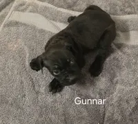 Gunnar, a male Cane Corso for sale in Moore, SC – 1 of 1