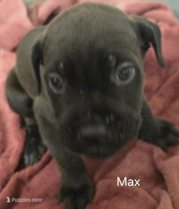 Max – Cane Corso puppy for sale in Moore, SC