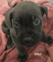 Max, a male Cane Corso for sale in Moore, SC – 1 of 1