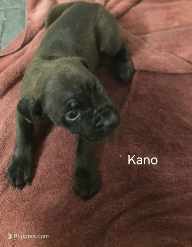 Kano – Cane Corso puppy for sale in Moore, SC