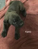 Kano, a male Cane Corso for sale in Moore, SC – 1 of 1