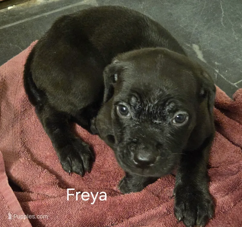 Freya – Cane Corso puppy for sale in Moore, SC