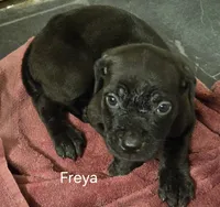 Freya, a female Cane Corso for sale in Moore, SC – 1 of 1