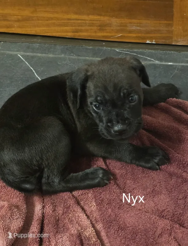 Nyx – Cane Corso puppy for sale in Moore, SC