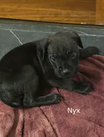 Nyx, a female Cane Corso for sale in Moore, SC – 1 of 1