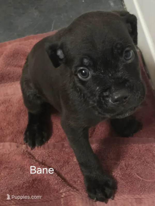 Bane – Cane Corso puppy for sale in Moore, SC