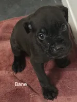 Bane, a male Cane Corso for sale in Moore, SC – 1 of 1