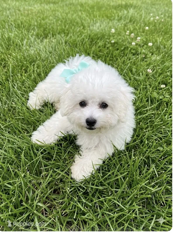 Candy – Bichon Frise puppy for sale in Dayton, OH