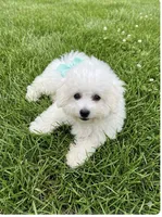 Candy, a female Bichon Frise for sale in Dayton, OH – 1 of 4