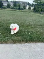 Candy, a female Bichon Frise for sale in Dayton, OH – 4 of 4