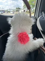 Candy, a female Bichon Frise for sale in Dayton, OH – 2 of 4