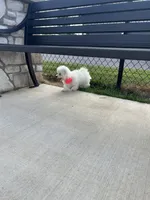 Candy, a female Bichon Frise for sale in Dayton, OH – 3 of 4