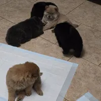 Cinnamon chow, a male Chow Chow for sale in Morristown, TN – Photo 4 of 10