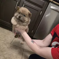 Cinnamon chow, a male Chow Chow for sale in Morristown, TN – Photo 7 of 10