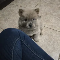 Cinnamon chow, a male Chow Chow for sale in Morristown, TN – Photo 10 of 10