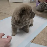Cinnamon chow, a male Chow Chow for sale in Morristown, TN – Photo 9 of 10