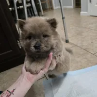 Cinnamon chow, a male Chow Chow for sale in Morristown, TN – Photo 2 of 10