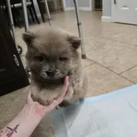 Cinnamon chow, a male Chow Chow for sale in Morristown, TN – Photo 3 of 10