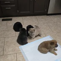 Cinnamon chow, a male Chow Chow for sale in Morristown, TN – Photo 6 of 10