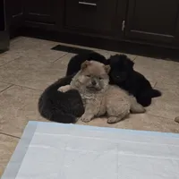 Cinnamon chow, a male Chow Chow for sale in Morristown, TN – Photo 5 of 10