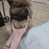 Cinnamon chow, a male Chow Chow for sale in Morristown, TN – Photo 1 of 10