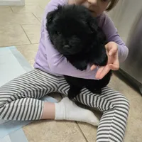 Black chow chow, a female Chow Chow for sale in Morristown, TN – Photo 7 of 10