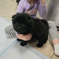 Black chow chow, a female Chow Chow for sale in Morristown, TN – Photo 8 of 10