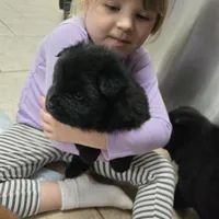 Black chow chow, a female Chow Chow for sale in Morristown, TN – Photo 3 of 10