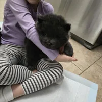 Black chow chow, a female Chow Chow for sale in Morristown, TN – Photo 1 of 10