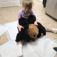 Black chow chow, a female Chow Chow for sale in Morristown, TN – Photo 5 of 10