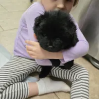 Black chow chow, a female Chow Chow for sale in Morristown, TN – Photo 10 of 10