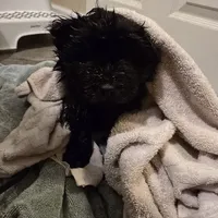 Black chow chow, a female Chow Chow for sale in Morristown, TN – Photo 4 of 10