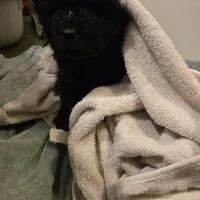 Black chow chow, a female Chow Chow for sale in Morristown, TN – Photo 9 of 10