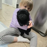 Black chow chow, a female Chow Chow for sale in Morristown, TN – Photo 2 of 10