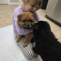 Red chow, a male Chow Chow for sale in Morristown, TN – Photo 9 of 10