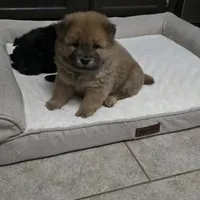 Red chow, a male Chow Chow for sale in Morristown, TN – Photo 1 of 10
