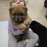 Red chow, a male Chow Chow for sale in Morristown, TN – Photo 5 of 10