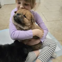 Red chow, a male Chow Chow for sale in Morristown, TN – Photo 10 of 10