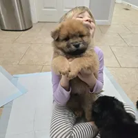 Red chow, a male Chow Chow for sale in Morristown, TN – Photo 4 of 10